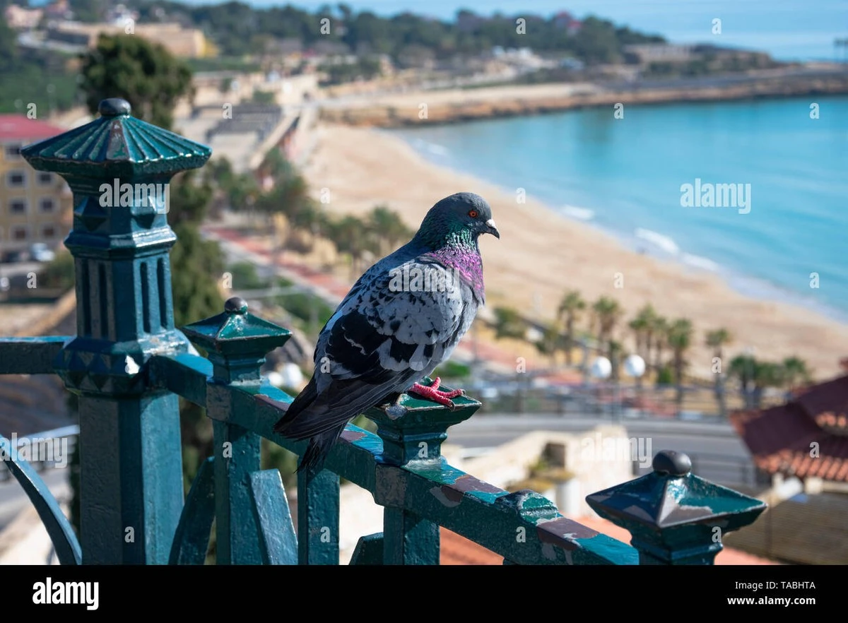 Adiós a las Palomas (Columba livia): el truco de 2 minutos para tu balcón - image 1