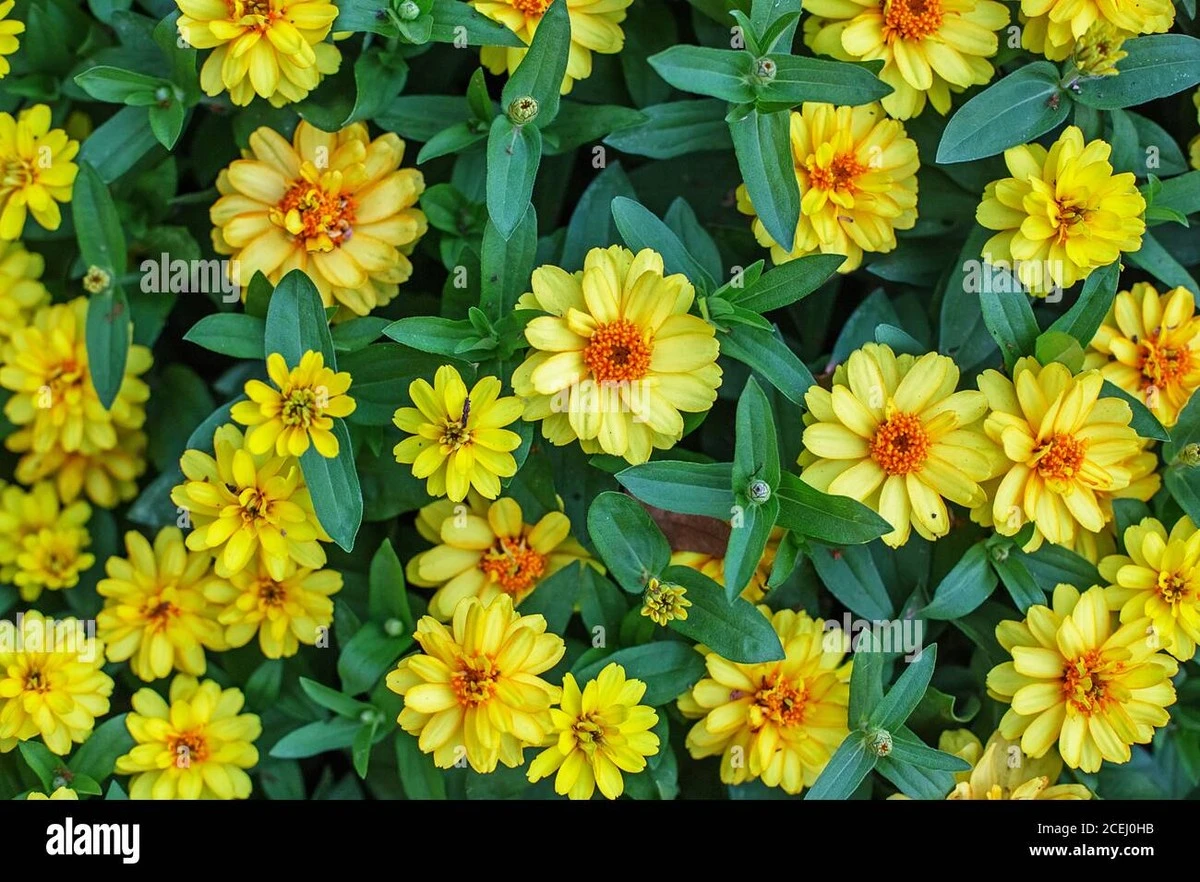 Adiós a las petunias: por qué la Sanvitalia procumbens y Zinnia rastrera dominan 2026 - image 1