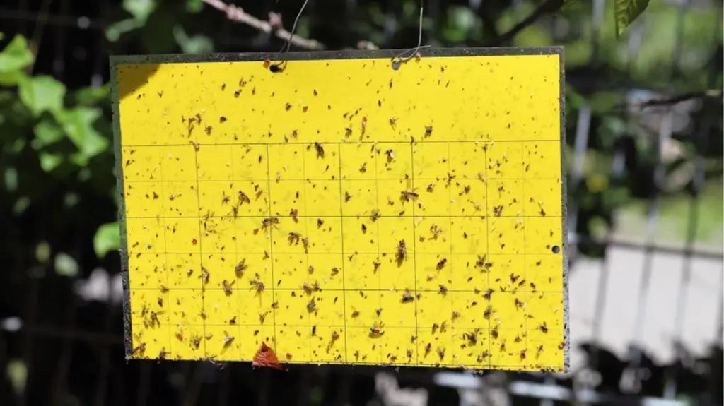 Adiós a las plagas: el truco de las trampas cromáticas para salvar tu jardín