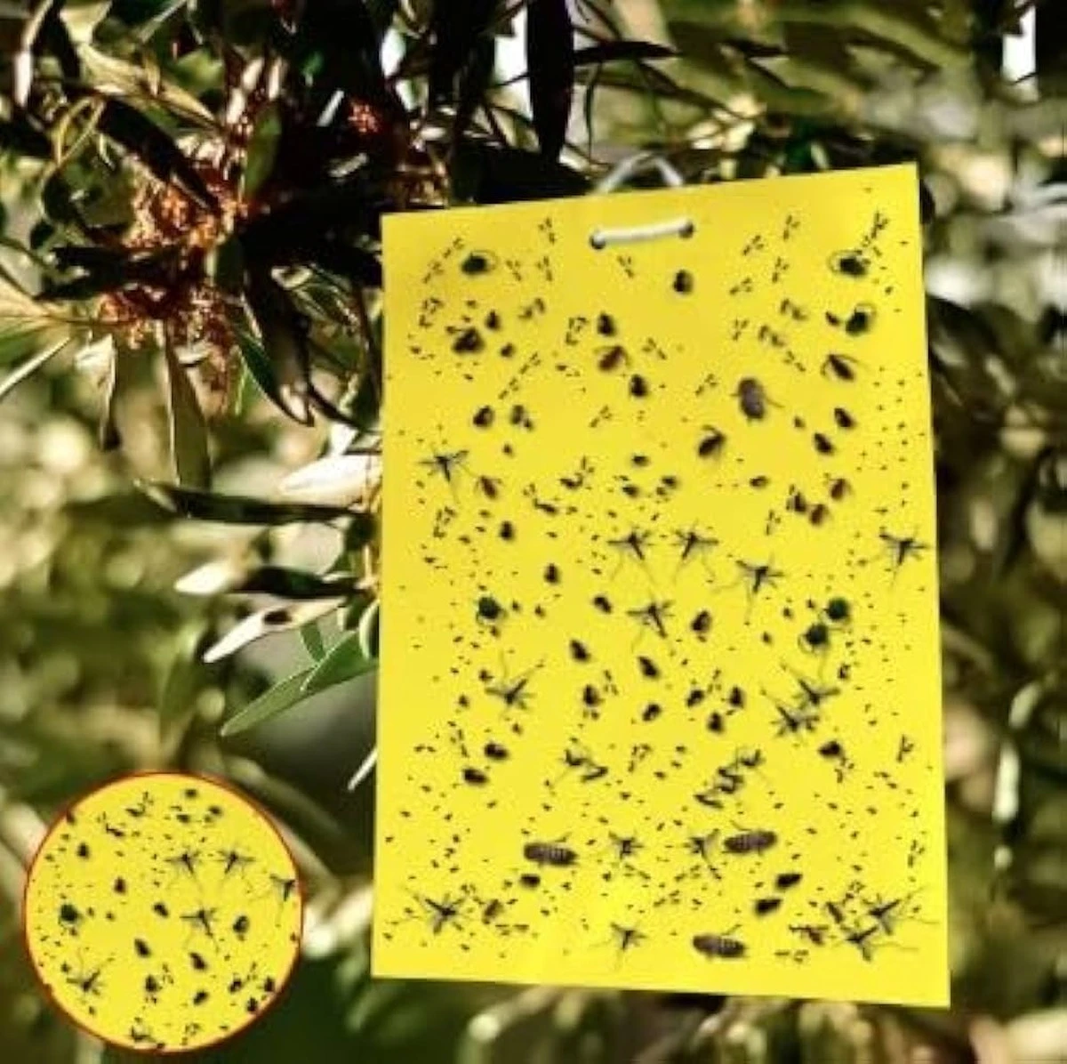 Adiós a las plagas: el truco de las trampas cromáticas para salvar tu jardín - image 1