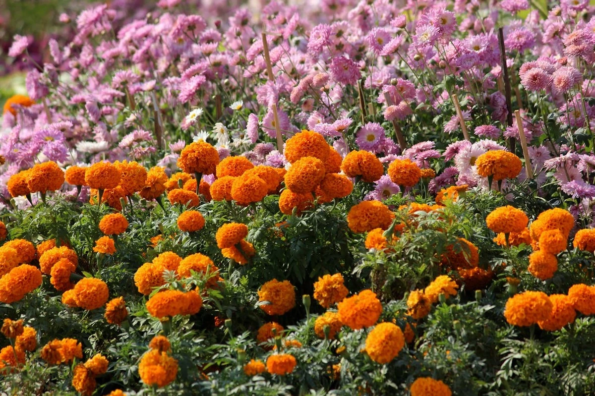 Adiós a las plantas marchitas: el secreto de la Zinnia y el Girasol ramificado - image 1