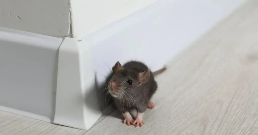 Adiós a las Ratas: el truco de la cáscara de naranja que no sabías