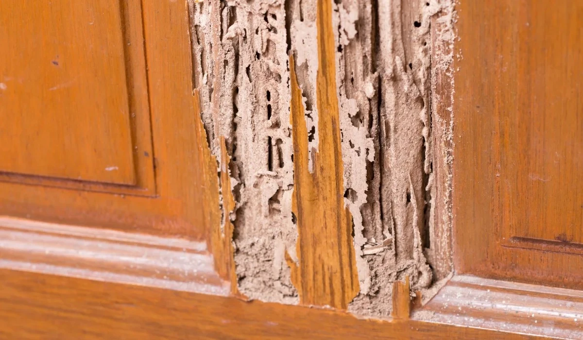 Adiós a las Termitas: el truco de 15 minutos para salvar tus Muebles de madera - image 1