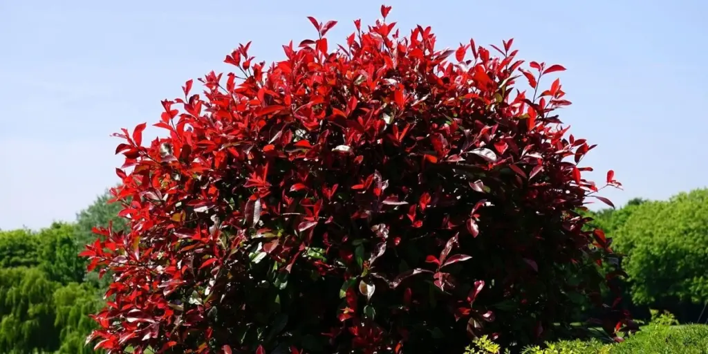 Adiós a la Thuja: por qué la Photinia es el secreto de República Checa en España