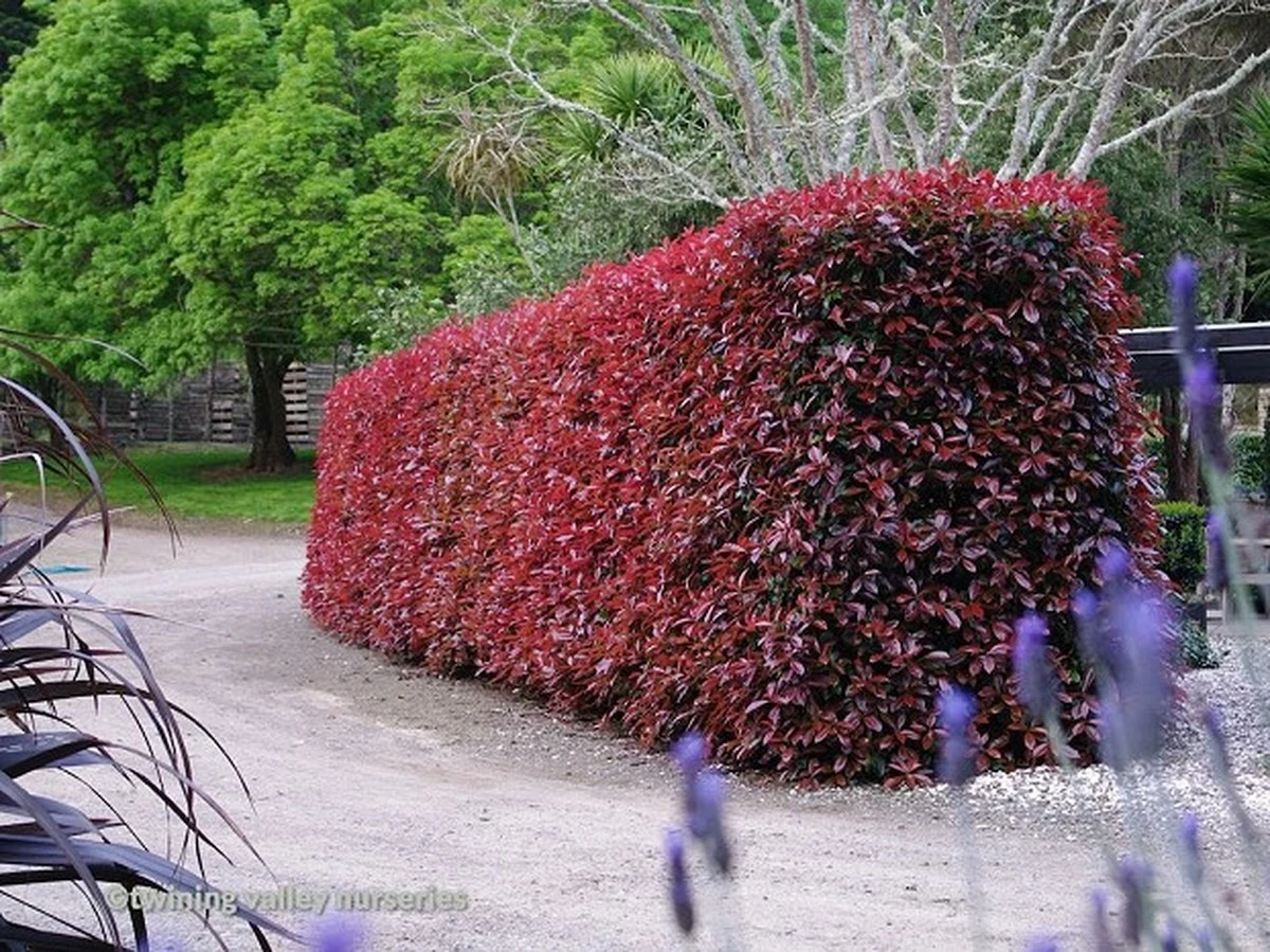 Adiós a la Thuja: por qué la Photinia es el secreto de República Checa en España - image 1