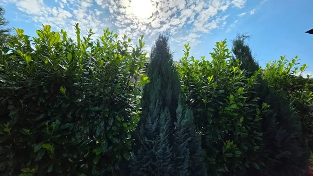 Adiós a la Tuya: el cambio al Cerezo de laurel para un seto siempre verde