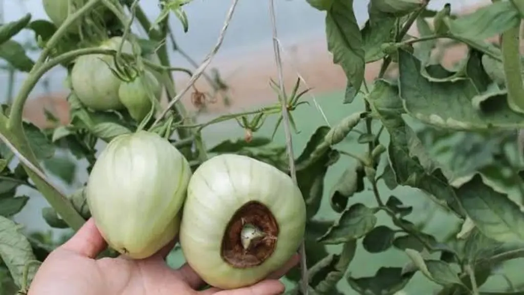 Adiós al Botrytis cinerea: el truco para proteger tu Tomate tras la lluvia