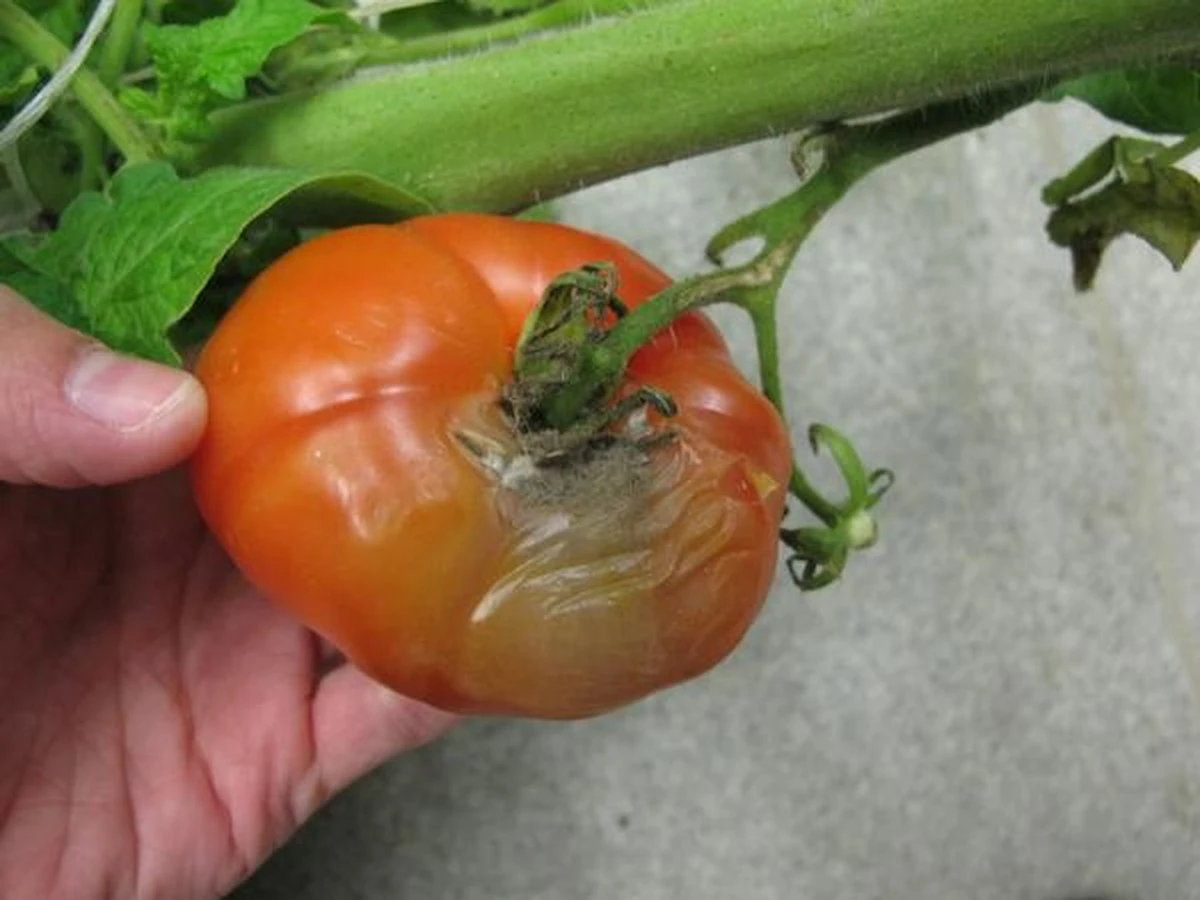 Adiós al Botrytis cinerea: el truco para proteger tu Tomate tras la lluvia - image 1