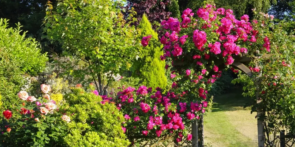 Adiós al calor: Passiflora caerulea y Solanum jasminoides para enfriar tu casa