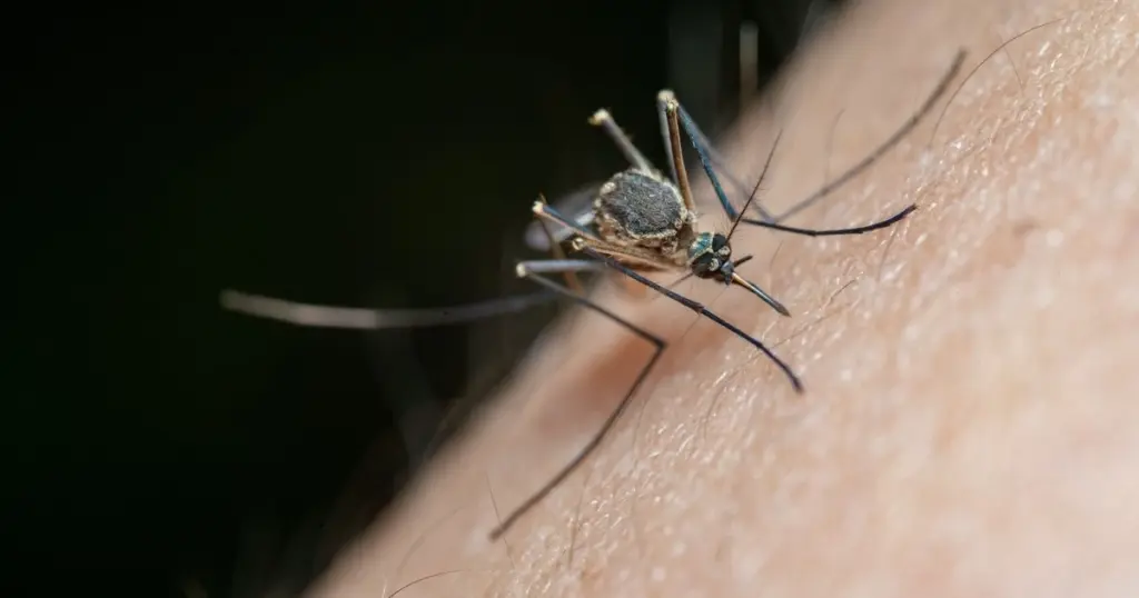 Adiós al DEET: el truco de la Hierba gatera contra mosquitos en España
