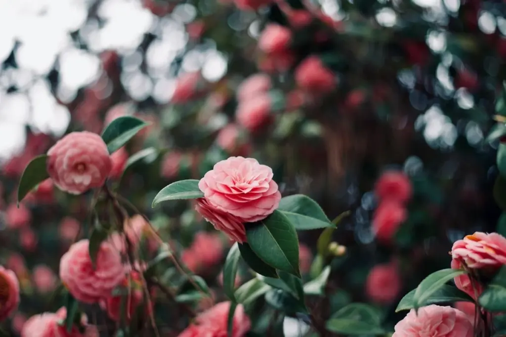 Adiós al jardín gris: 8 plantas que llenan de color tu invierno