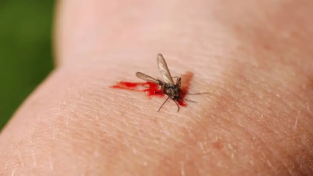 Adiós al Mosquito: el truco del Dióxido de carbono para no recibir picaduras