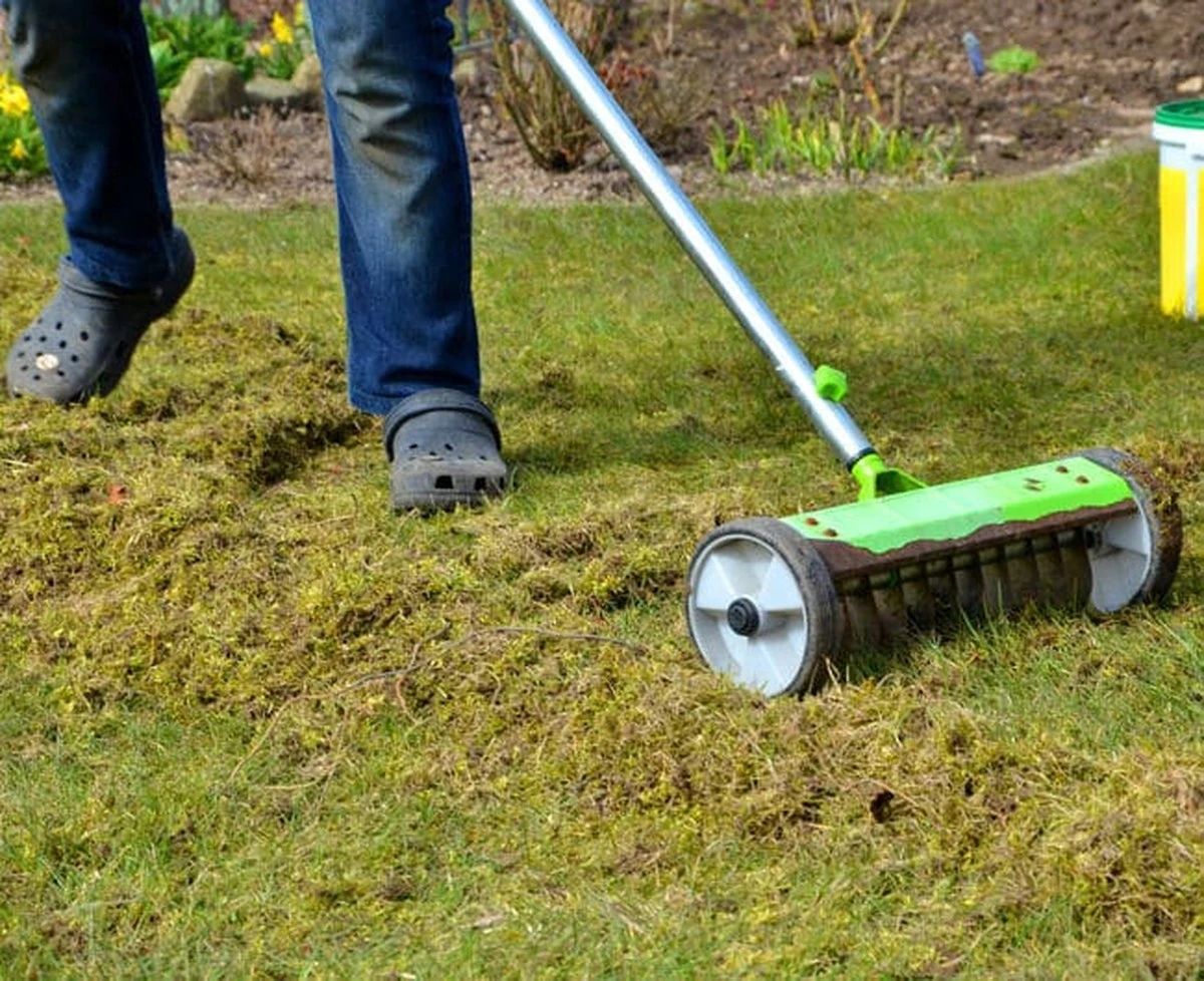 Adiós al musgo en tu césped: el truco de los 60 ml que lo elimina en 24 horas - image 1