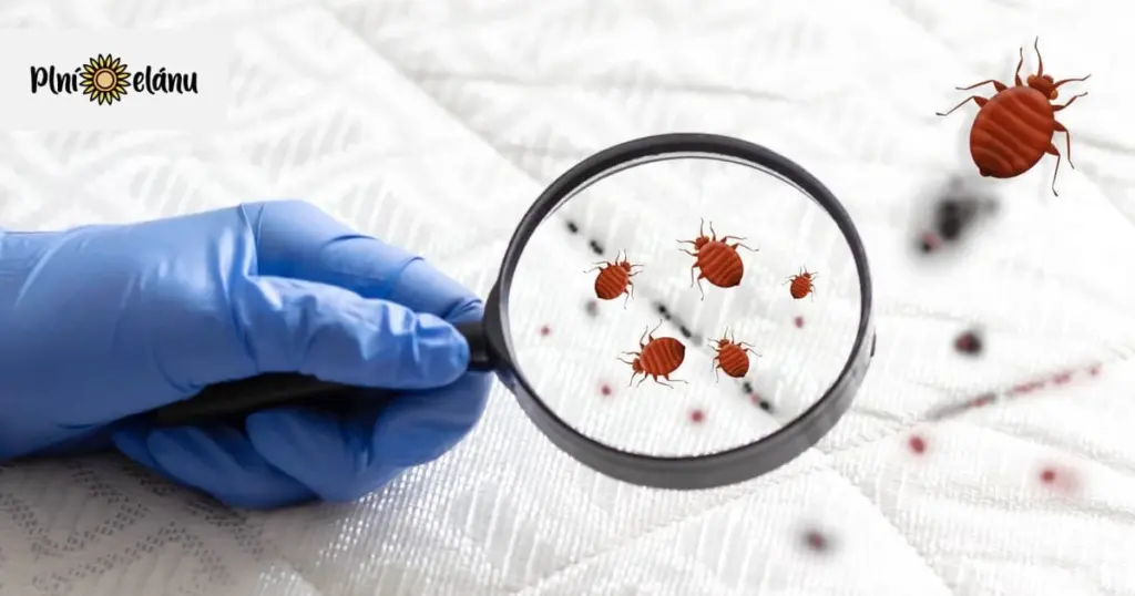 Adiós a los Ácaros del polvo: el hábito de 30 minutos para eliminar Alérgenos