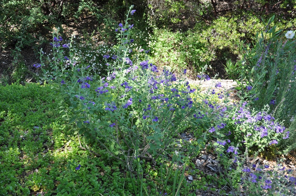 Adiós a los conejitos: por qué plantar Linaria y Linaria vulgaris sin riego - image 1