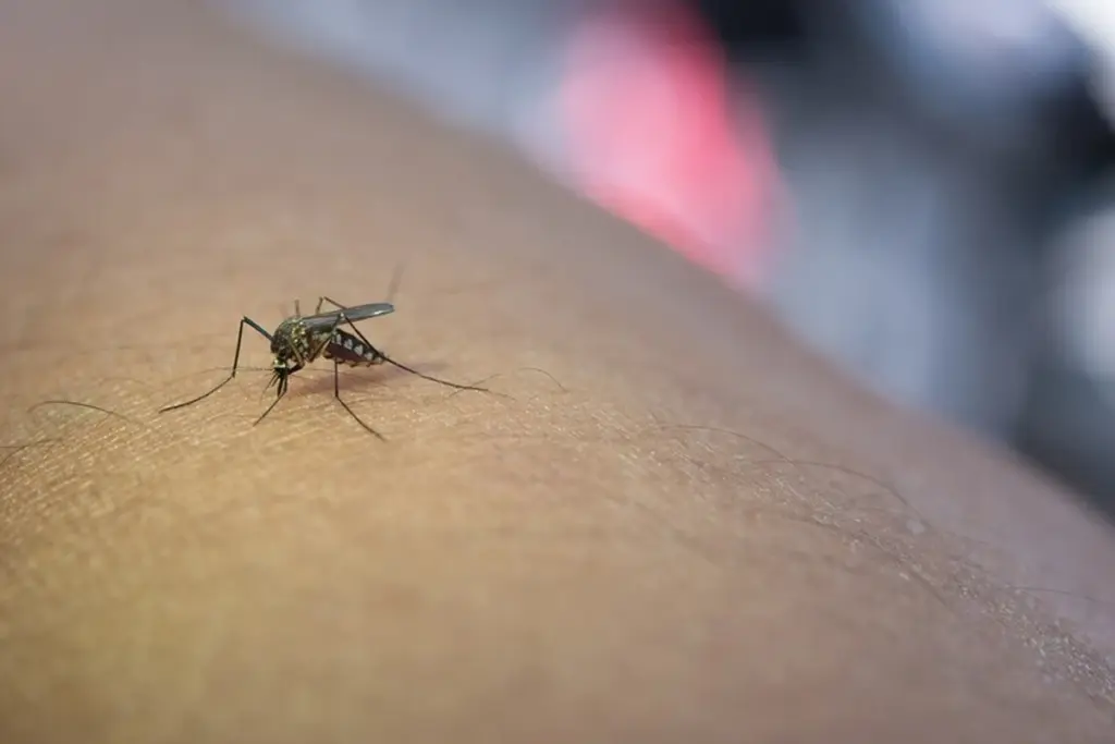 Adiós a los insectos: la mosquitera de Lidl sin taladros que resiste el calor