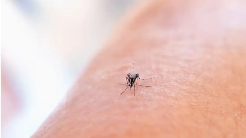 Adiós a los mosquitos en casa: el secreto de Amazon y Mosquitera Gauder