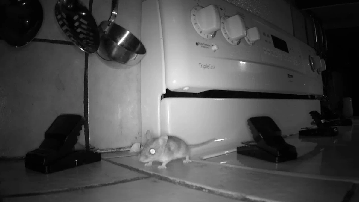 Adiós al Ratón (Mus musculus): el Aceite de menta los echa en 1 noche - image 1