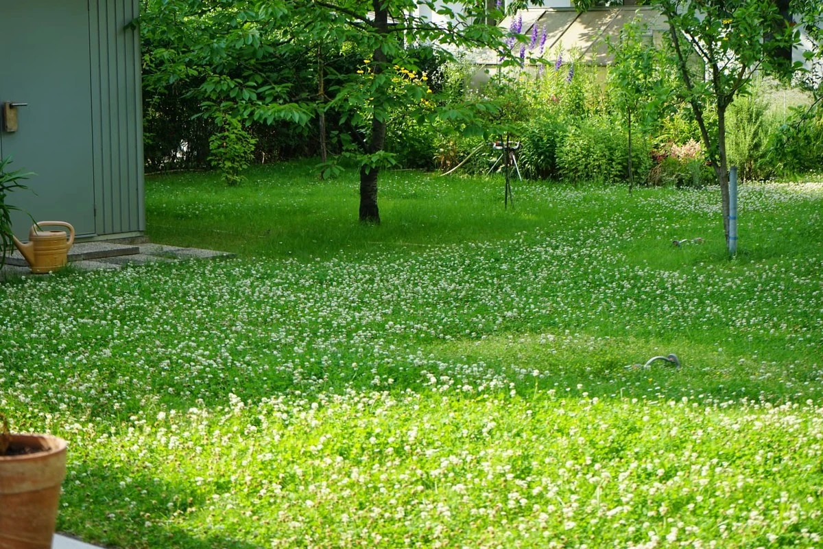 Adiós al riego caro: usa Césped (Trébol) o Prado de flores silvestres - image 1