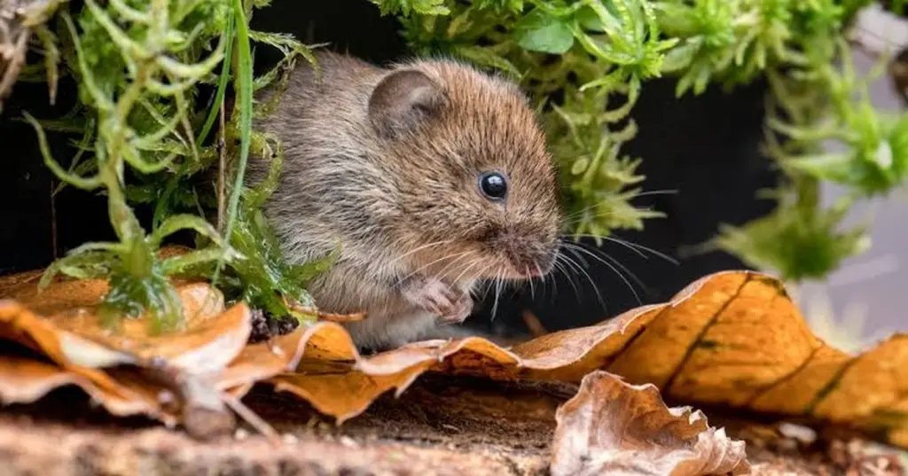 Adiós al topillo en tu jardín: el truco del suero de mantequilla en 2 días
