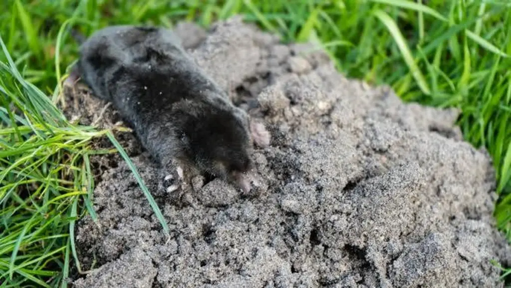 Adiós al Topo: el truco de Eslovaquia para salvar tu jardín en 24 horas