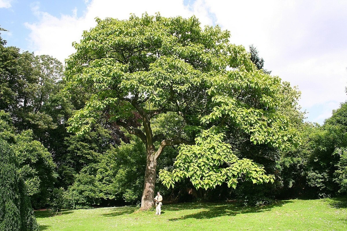 Adiós al Tuya: por qué este árbol Paulownia crece 2 metros al año - image 1