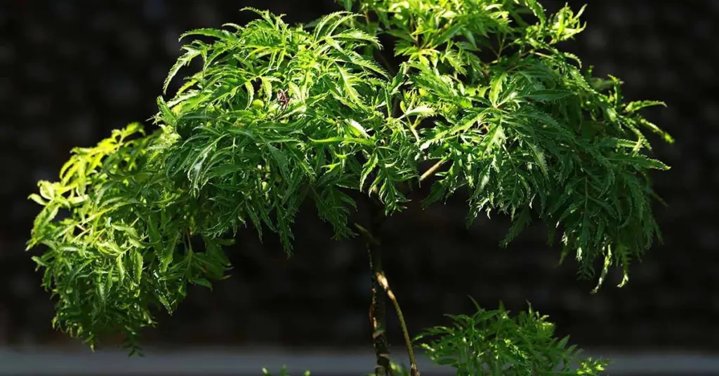 Adiós malas energías: por qué plantar Polyscias fruticosa (Araliaceae) en la entrada
