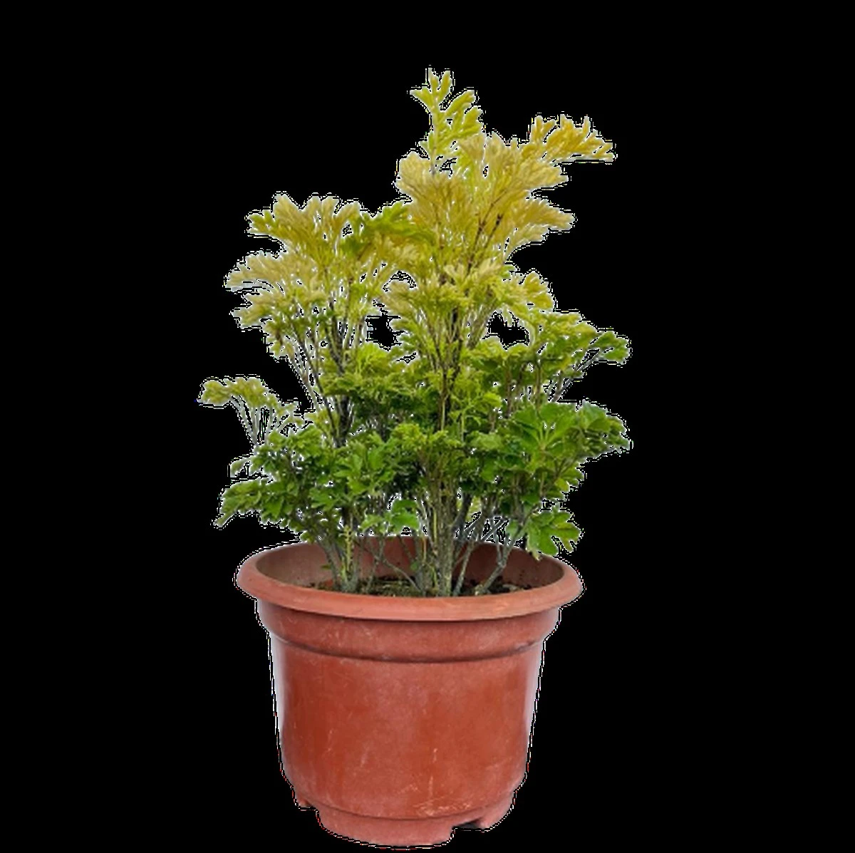 Adiós malas energías: por qué plantar Polyscias fruticosa (Araliaceae) en la entrada - image 1