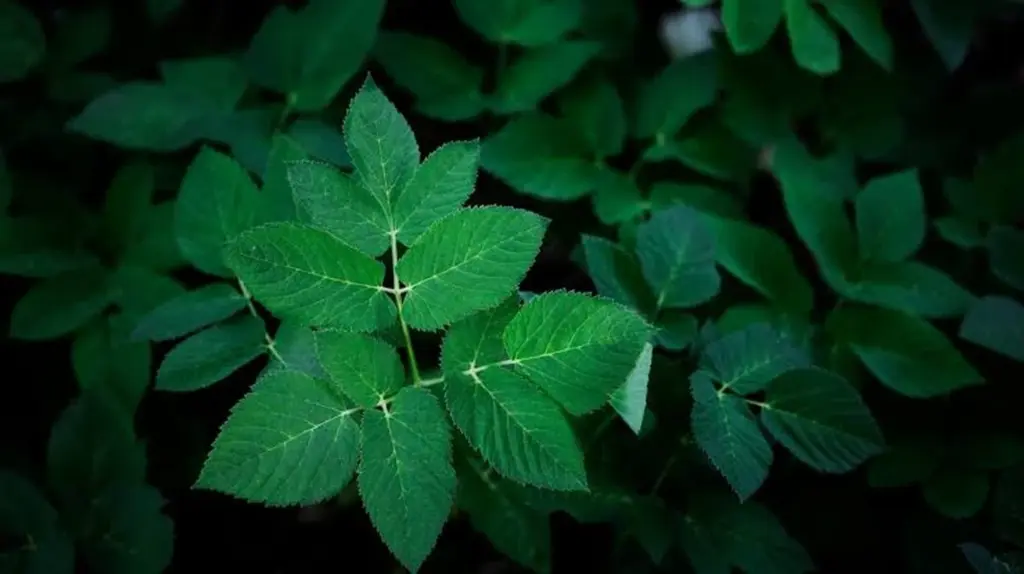 Aegopodium podagraria en tu jardín: el truco infalible para eliminarla sin químicos