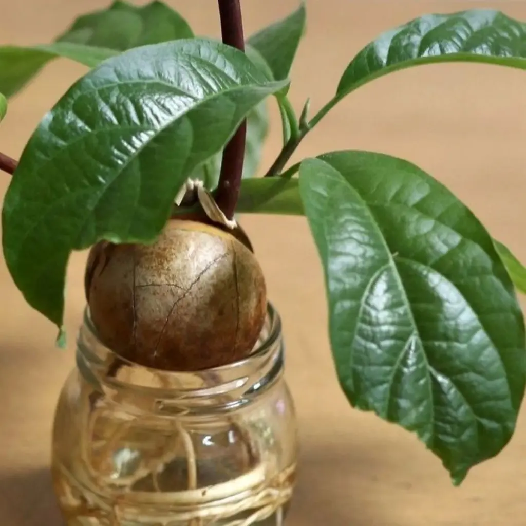 Aguacate (Persea americana) crecido: el truco de inori (@kusabanaasobi) para ganar espacio