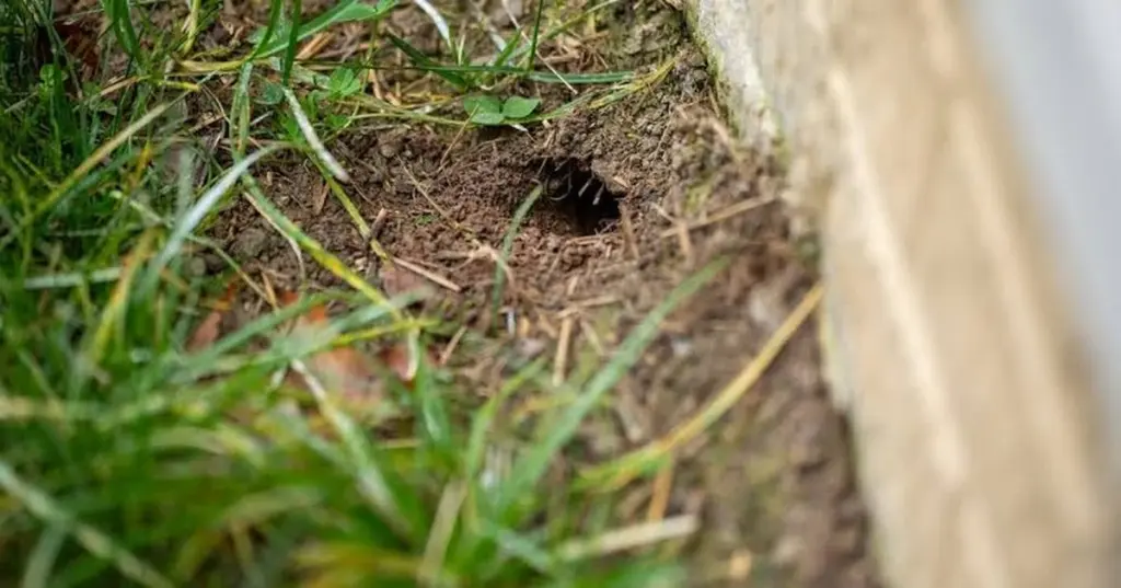 Agujero en el césped: identifica qué animales están destrozando tu jardín