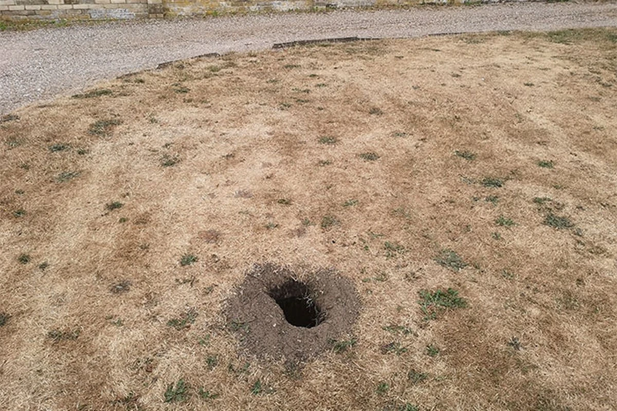 Agujero en el césped: identifica qué animales están destrozando tu jardín - image 1