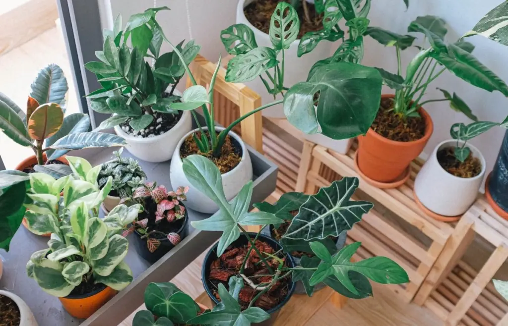Aire puro en casa: la clave del Lirio de la paz y la Planta de serpiente