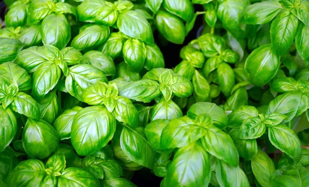 Albahaca infinita: evita la Floración con este truco para duplicar tu cosecha