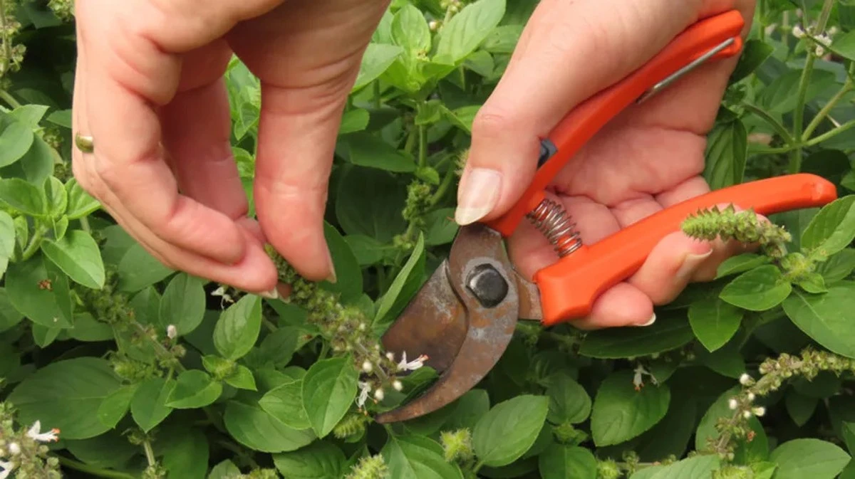 Albahaca infinita: evita la Floración con este truco para duplicar tu cosecha - image 1