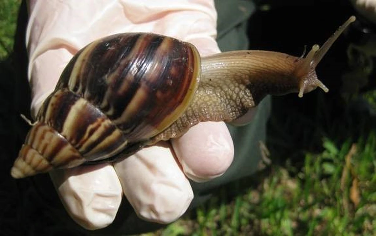 ¡Alerta! El Caracol gigante africano llega a Malappuram: el riesgo de tocarlo - image 1