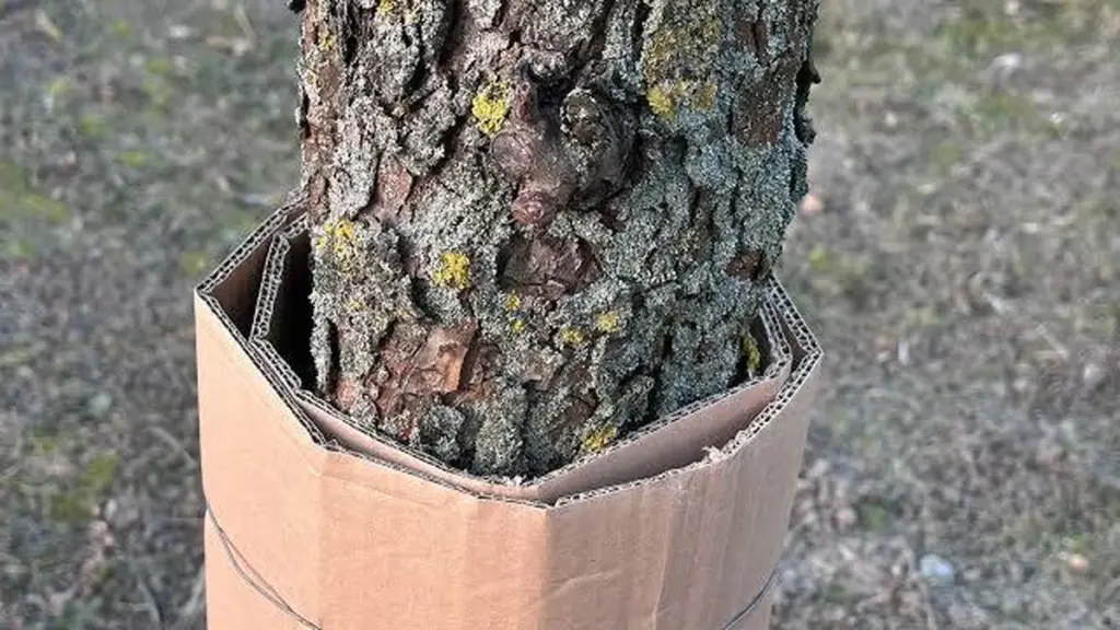 Árboles frutales sin plagas: por qué pongo cartón ante la Cydia funebrana
