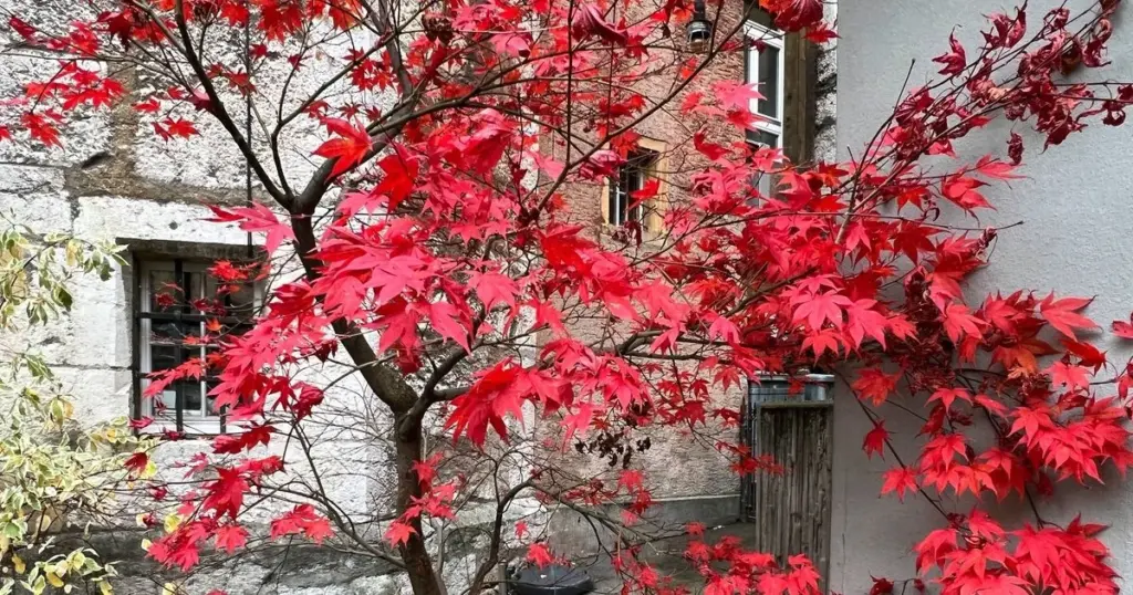 Arce japonés (Acer palmatum): el truco del Mantillo contra el calor