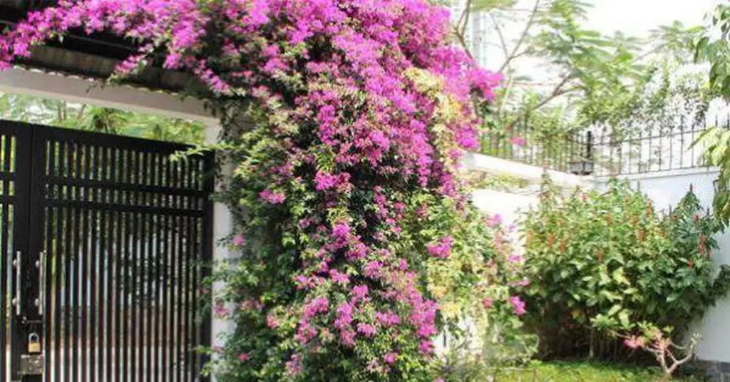 Bougainvillea sin flores: el truco de expertos en cây cảnh para 2026
