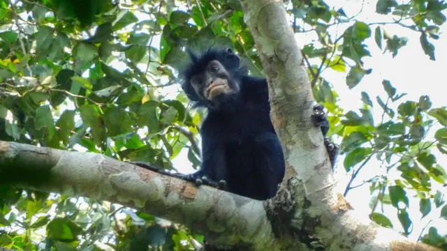 La imagen muestra una especie de mono recién descubierta mirando hacia la cámara desde la rama de un árbol frondoso, en los bosques de la República Democrática del Congo. El mono tiene pelaje negro y cara negra, con labios especialmente llamativos de un color rosado-anaranjado