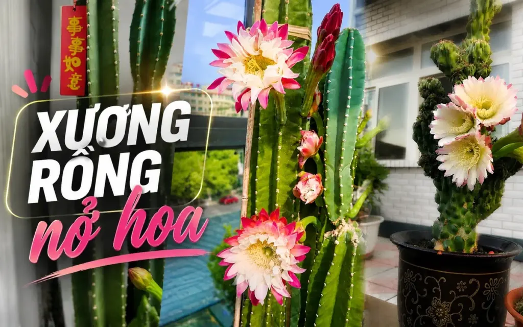 Cactus de Henan: florece tras 30 años justo el día de la despedida