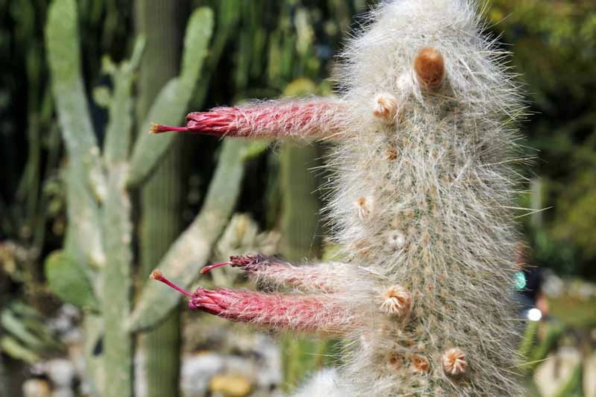 Cactus de Henan: florece tras 30 años justo el día de la despedida - image 1