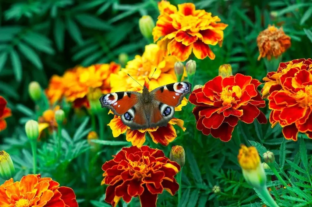 Calor de 40°C: El truco para tener Plantas con Flores siempre radiantes