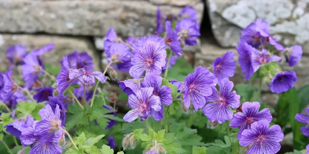 Cambio climático: el método del Reino Unido para un jardín verde sin riego