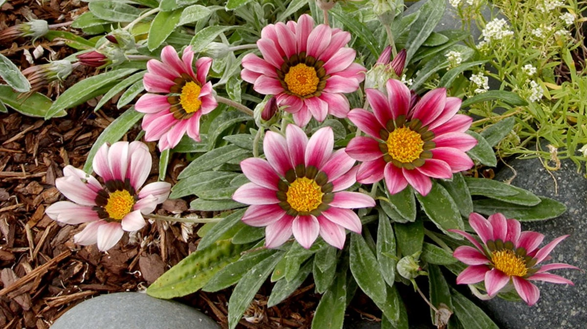 Cambio climático: el método del Reino Unido para un jardín verde sin riego - image 1