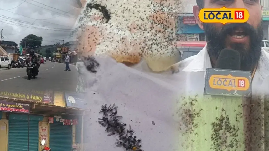 Caos en Distrito de Nilgiris y Selash: la plaga que amenaza tu verano