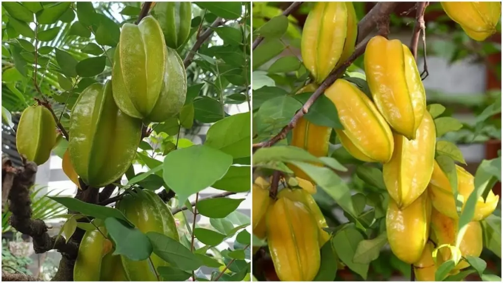 Carambola en tu jardín: el secreto del Feng Shui para atraer abundancia