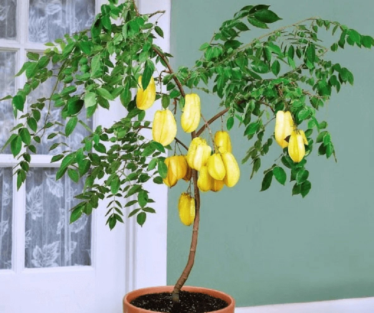 Carambola en tu jardín: el secreto del Feng Shui para atraer abundancia - image 1