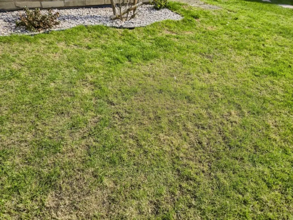 Césped amarillento y con trébol: el truco casero para un verde de impacto