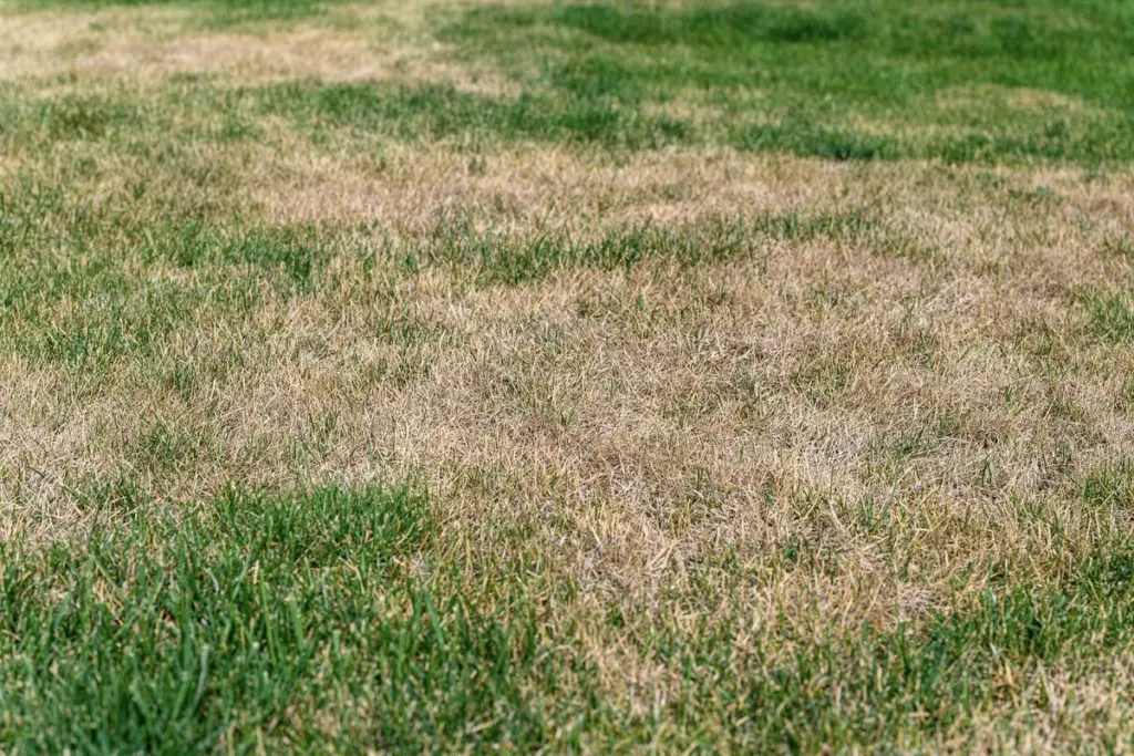 Césped amarillo este verano: el truco del trébol que lo enfría 6 grados